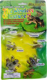 Tba Tadpole to Frog Morphosis | MAJ12839 | Mamejo