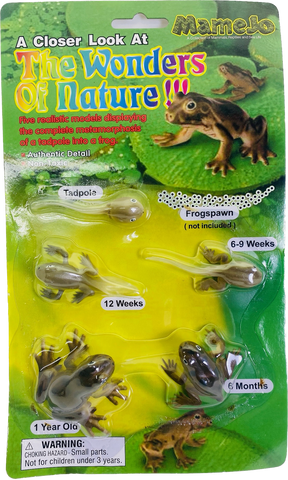 Stages of tadpole to frog metamorphosis models for Mamejo MAJ12839