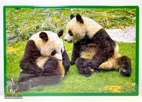 Two pandas resting together on bright green grass for Timmy 60004